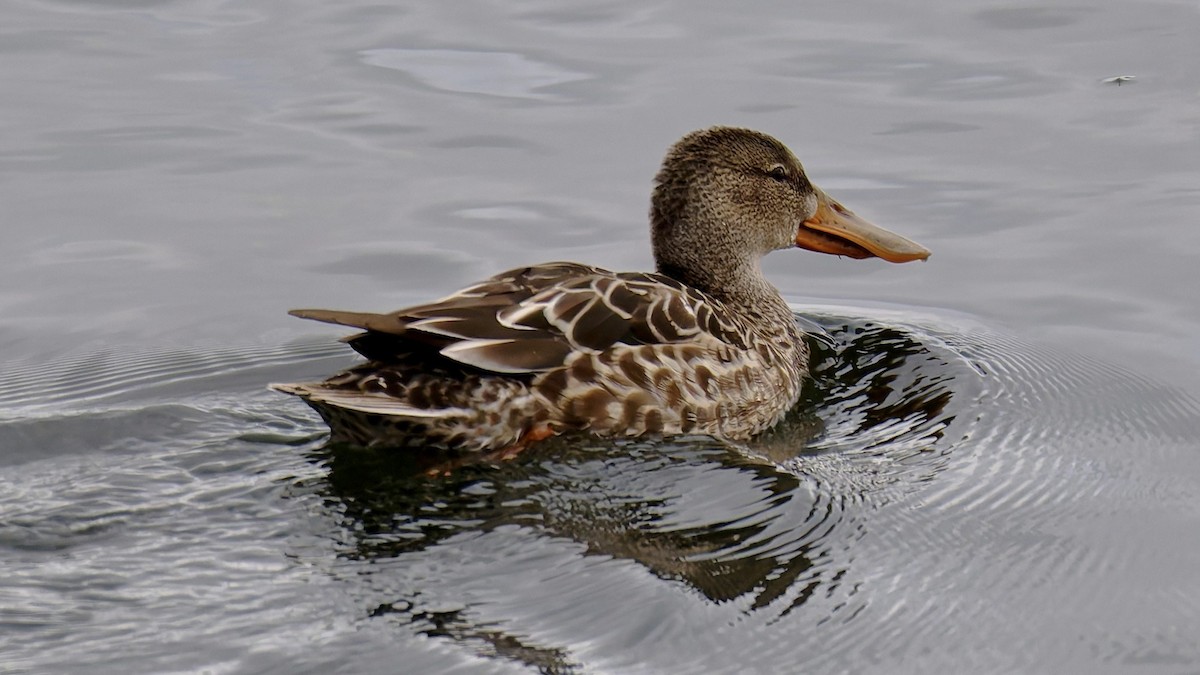 Northern Shoveler - ML643983473