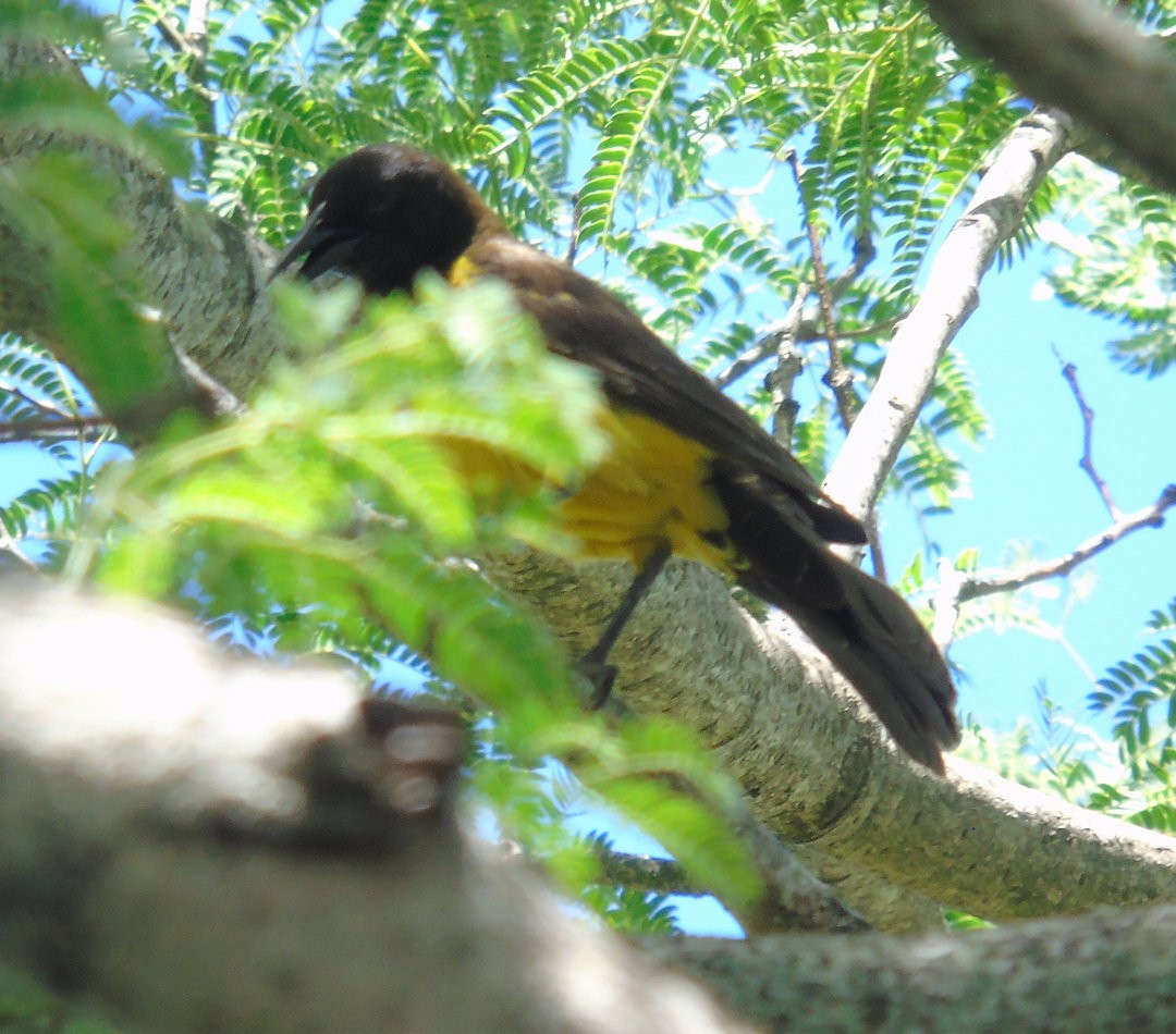Yellow-rumped Marshbird - ML643983474