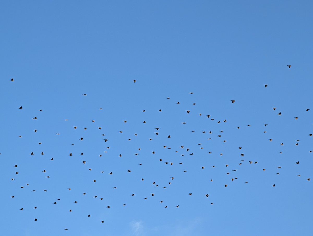 Common Grackle - ML643983476