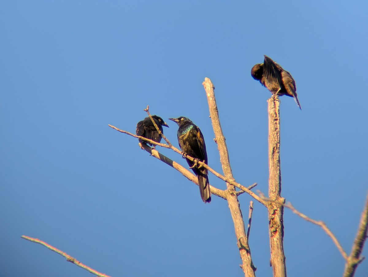 Common Grackle - ML643983477