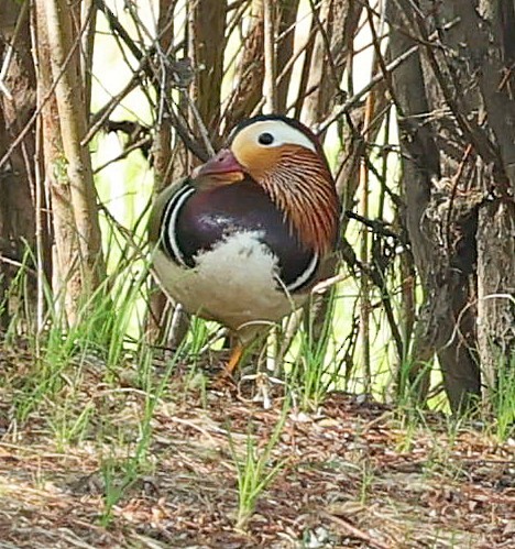 Mandarin Ördeği - ML643983503