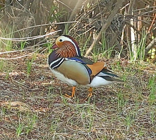 Mandarin Ördeği - ML643983504