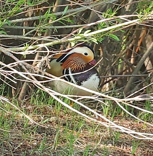 Mandarin Ördeği - ML643983506