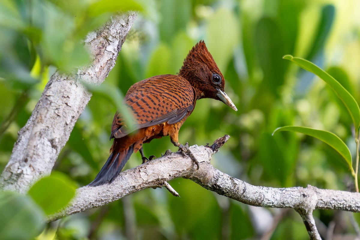 Waved Woodpecker (Scale-breasted) - ML643983540