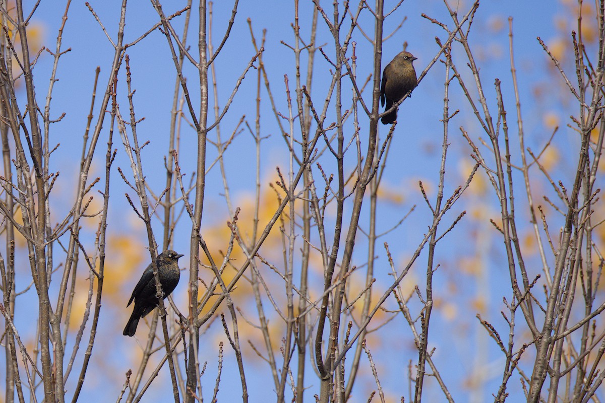 Rusty Blackbird - ML643983542