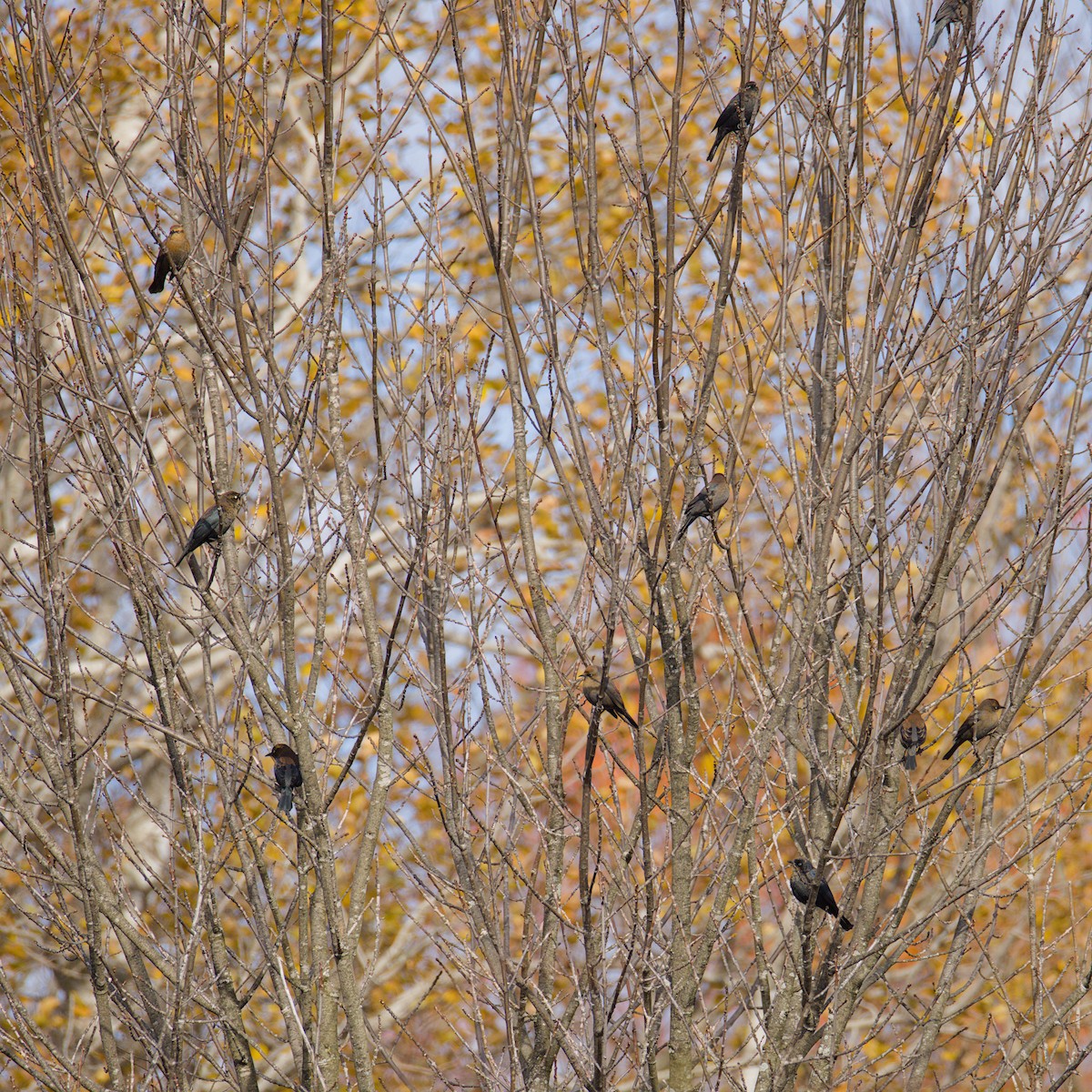 Rusty Blackbird - ML643983543