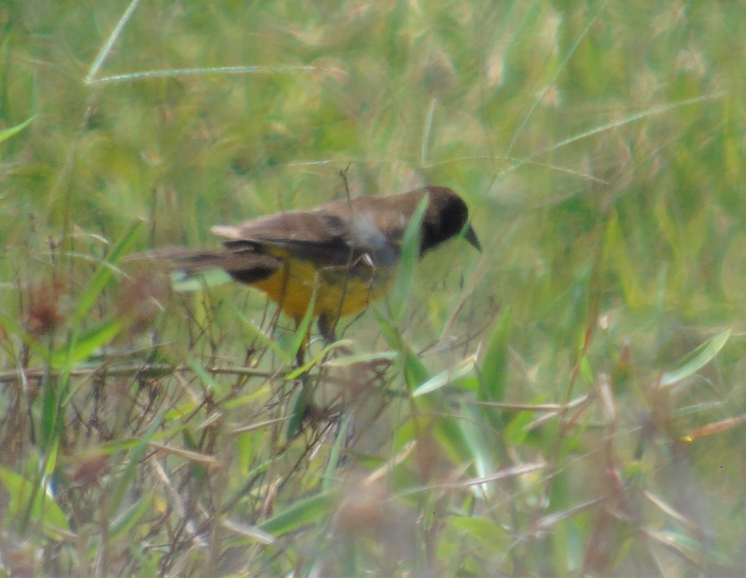 Yellow-rumped Marshbird - ML643983552
