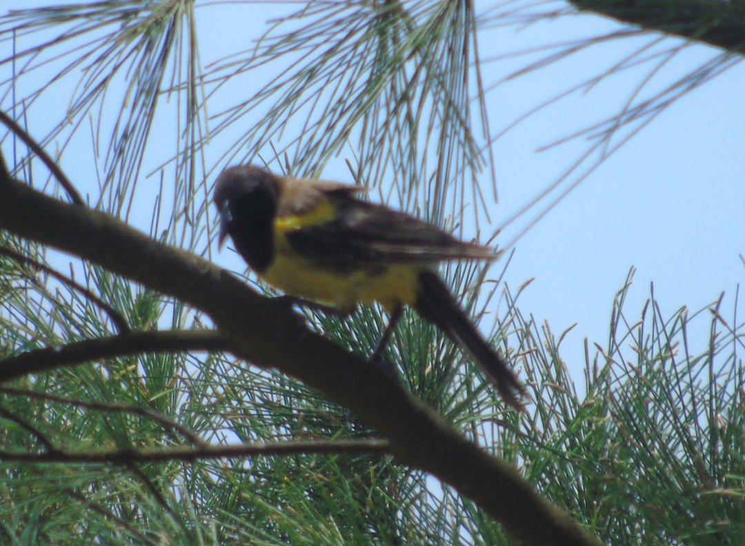 Yellow-rumped Marshbird - ML643983553