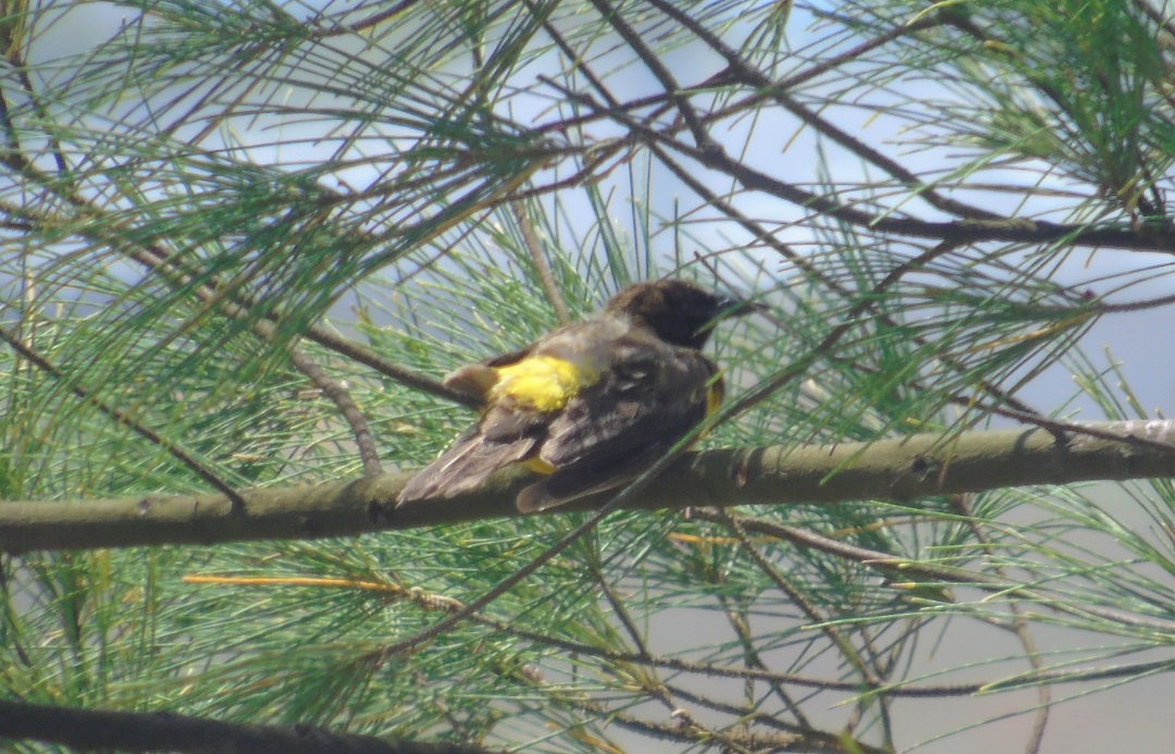 Yellow-rumped Marshbird - ML643983554