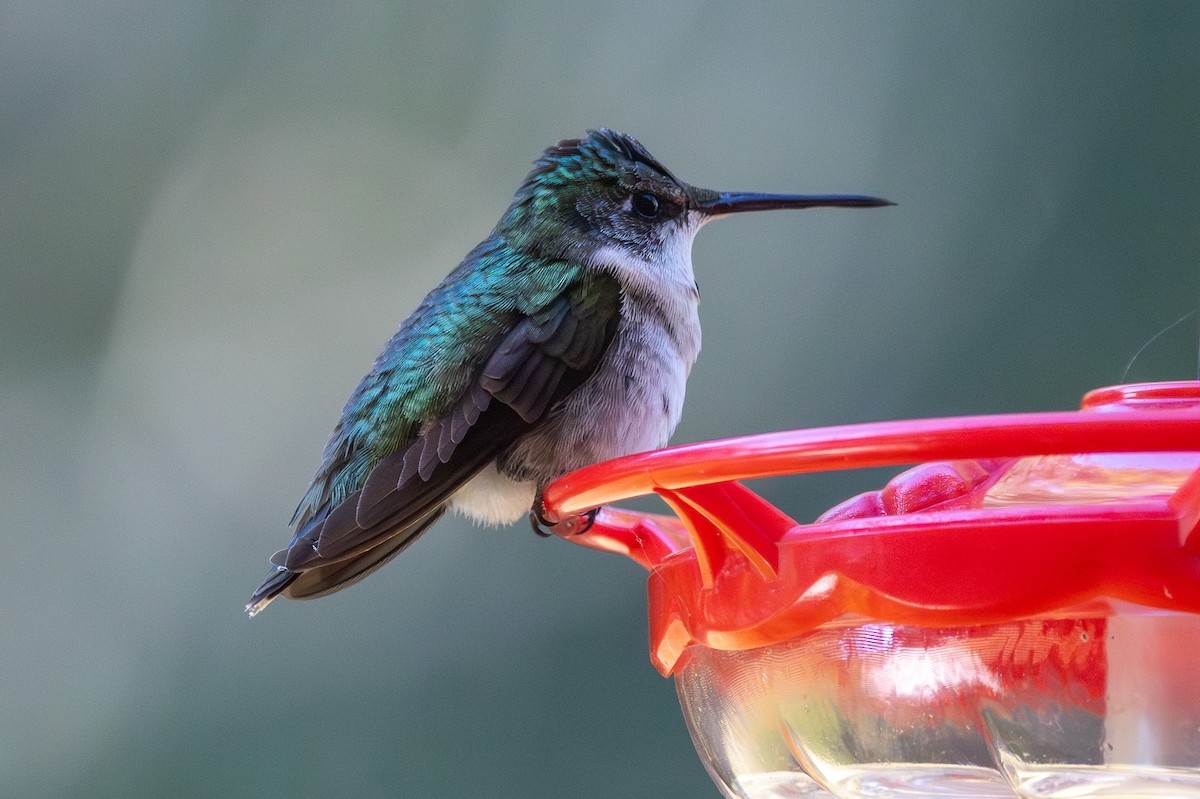 Ruby-throated Hummingbird - ML643983557