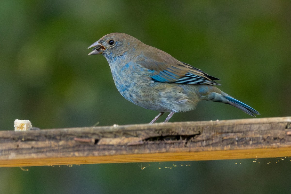 Indigo Bunting - ML643983561