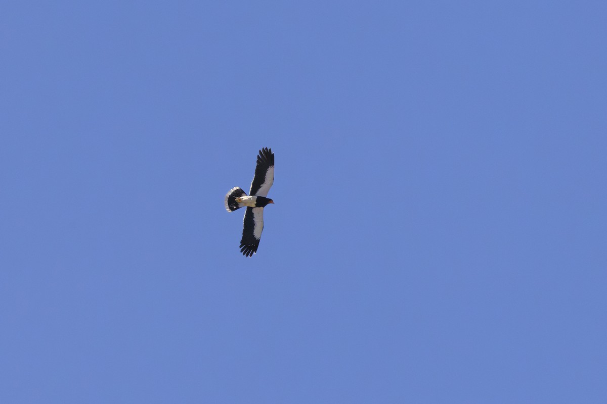 Mountain Caracara - ML643983565