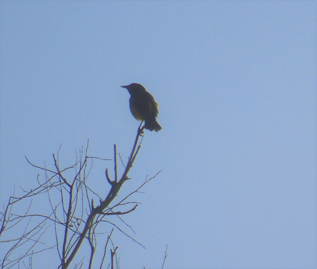 Yellow-rumped Marshbird - ML643983579