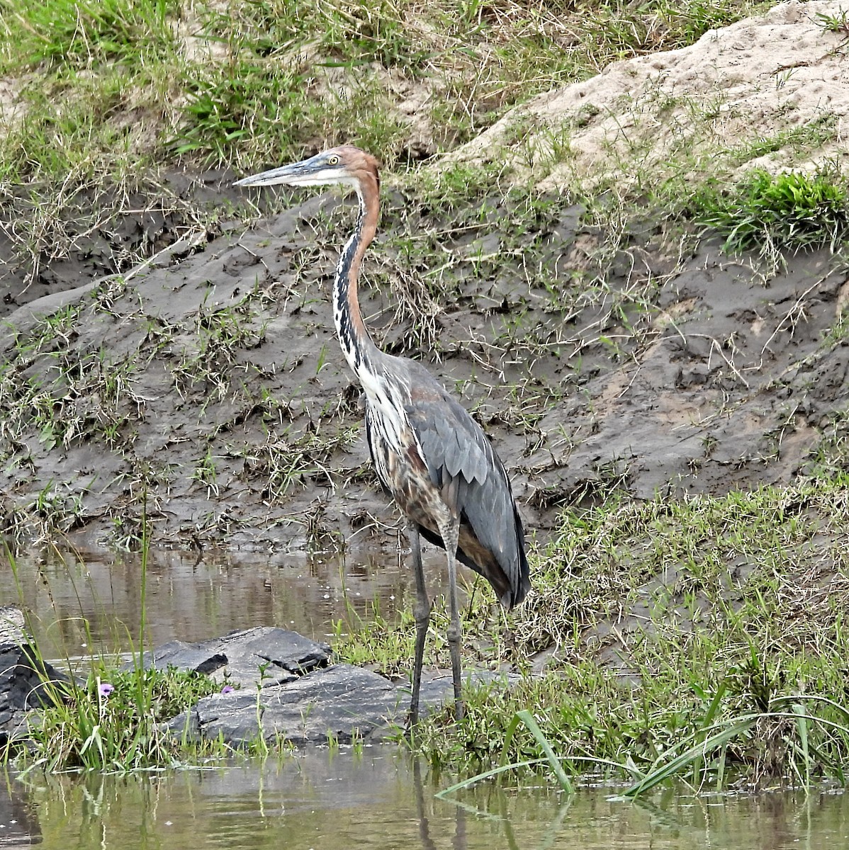 Goliath Heron - ML643983584