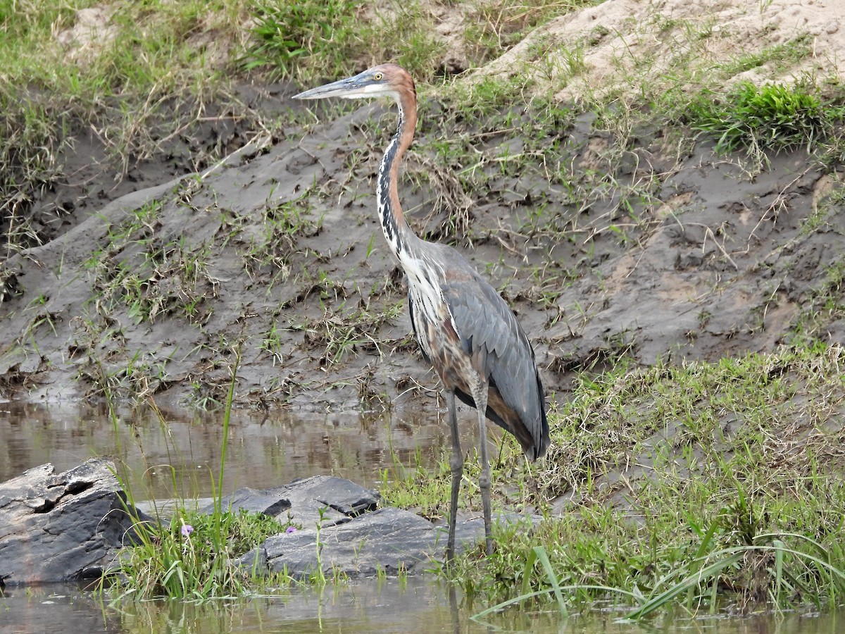 Goliath Heron - ML643983585