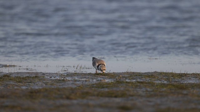 Желтоногий зуёк - ML643983586