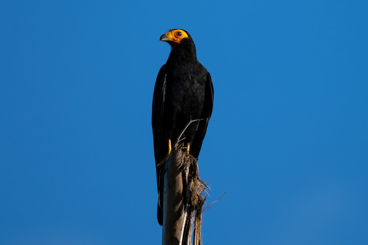 Siyah Karakara - ML643983587