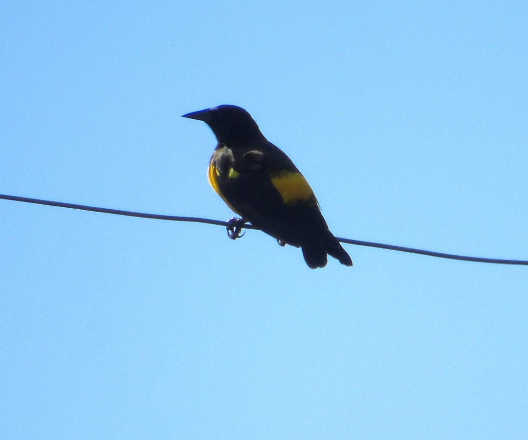 Yellow-rumped Marshbird - ML643983603