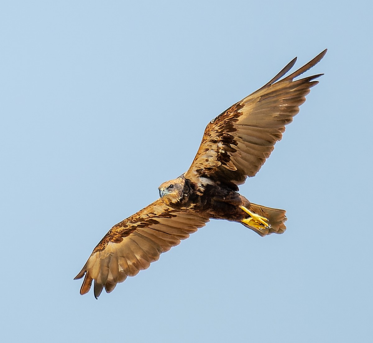 Western Marsh Harrier - ML643983604