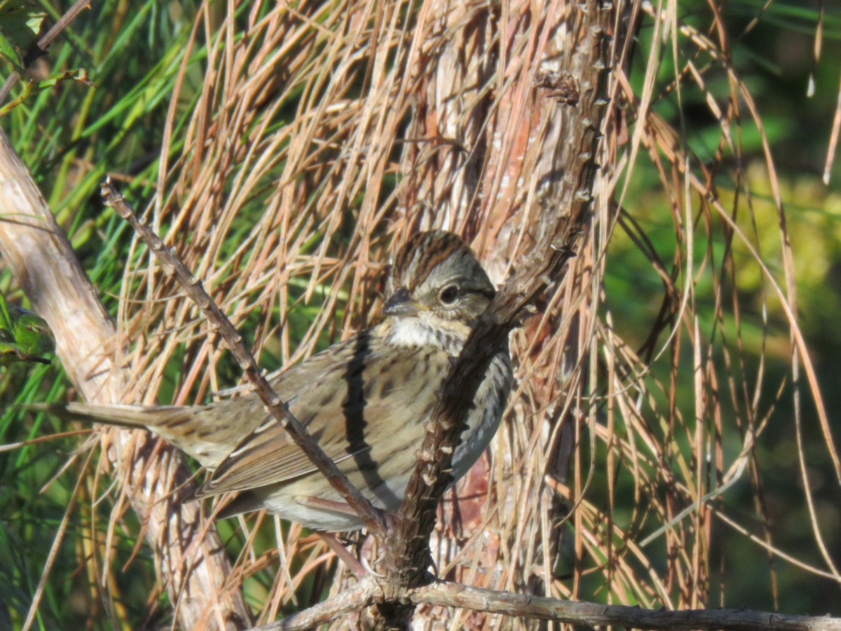 Lincoln's Sparrow - ML643983611