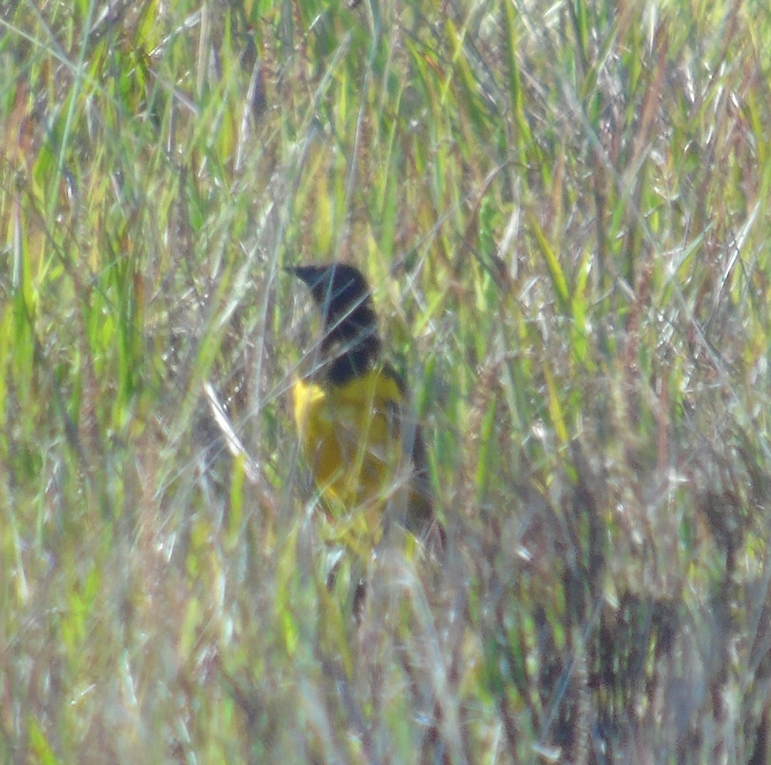 Yellow-rumped Marshbird - ML643983623