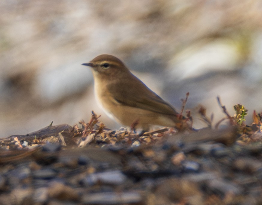 Mountain Chiffchaff (Caucasian) - ML643983634