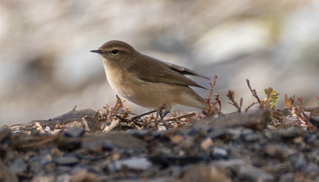 Mountain Chiffchaff (Caucasian) - ML643983635