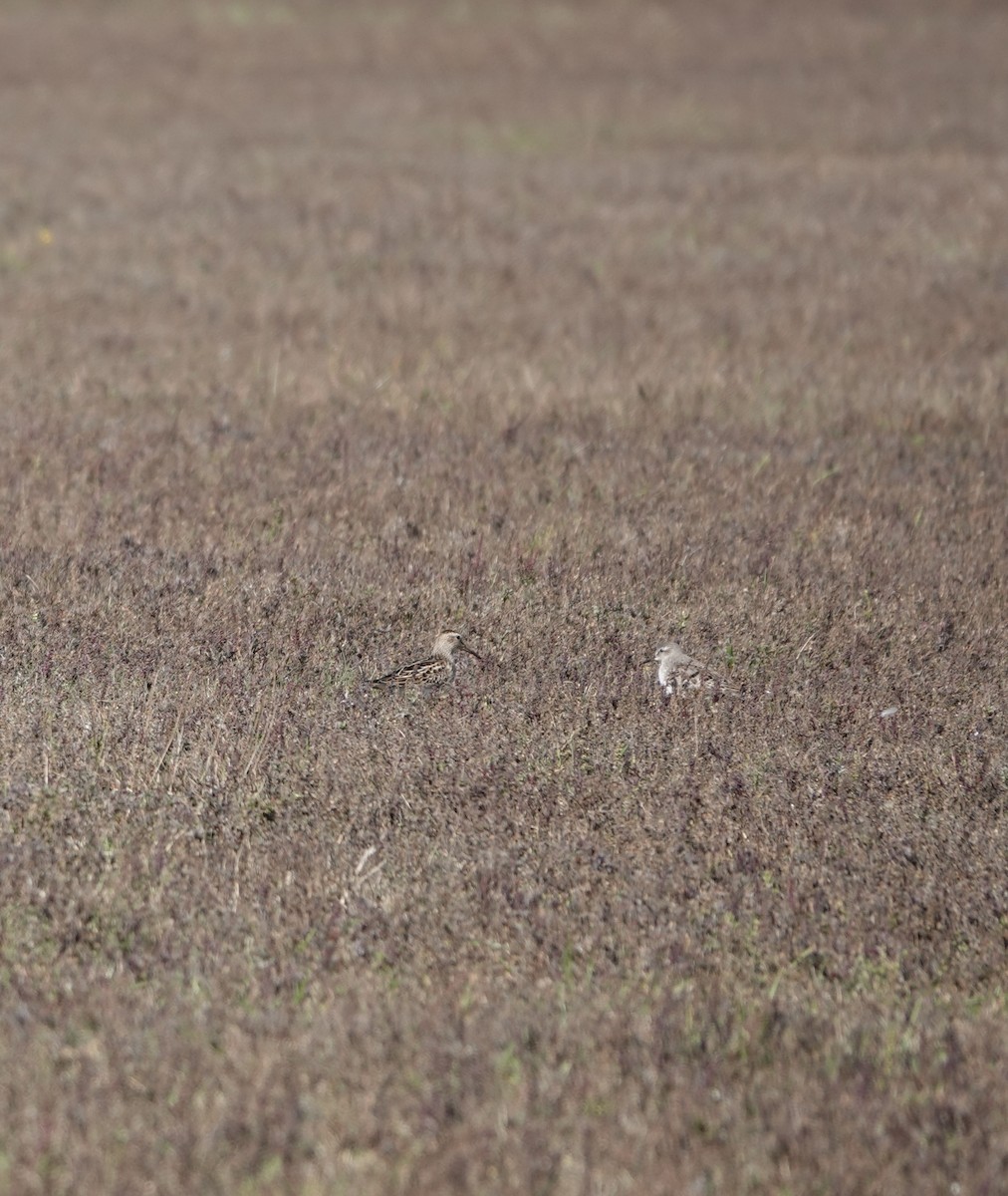 White-rumped Sandpiper - ML643983637