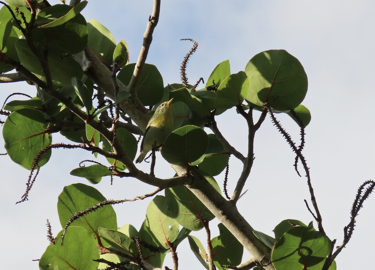 Northern Parula - ML643983647
