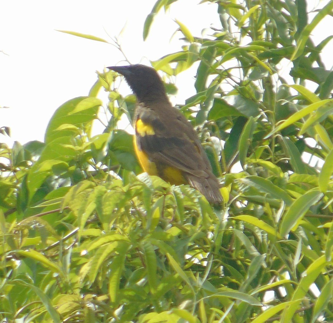 Yellow-rumped Marshbird - ML643983650