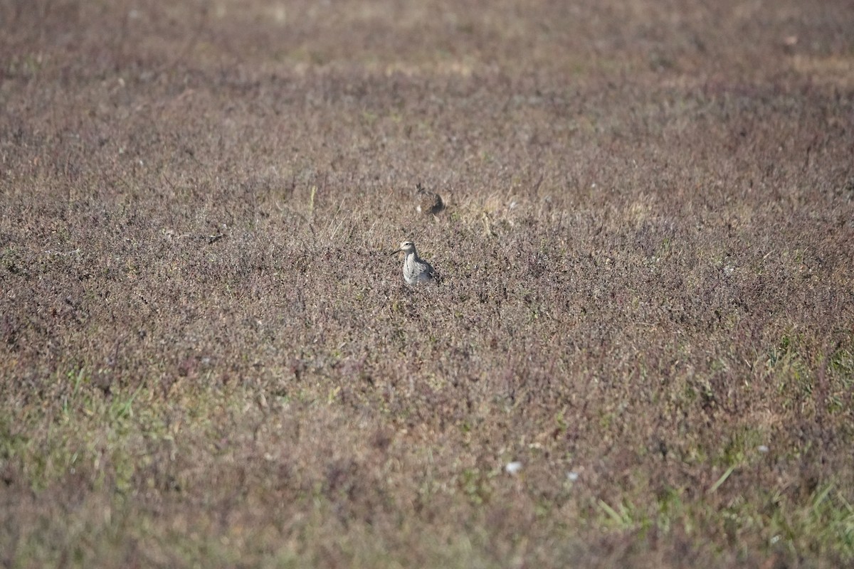 Pectoral Sandpiper - ML643983651