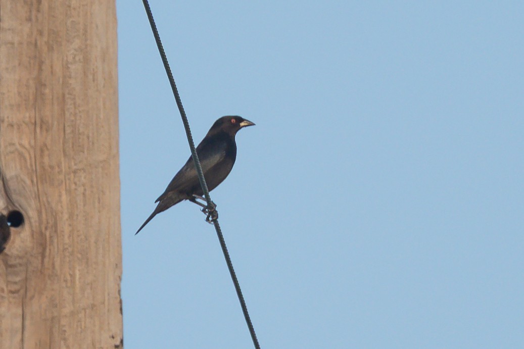 Bronzed Cowbird - ML643983656
