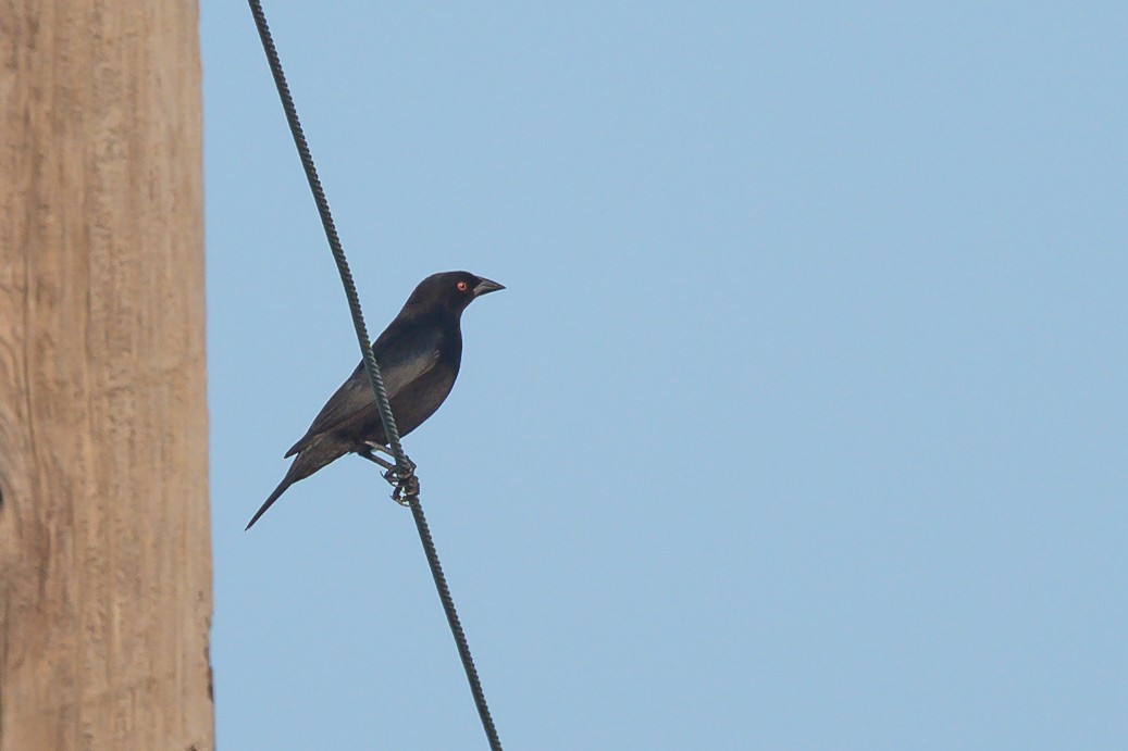 Bronzed Cowbird - ML643983657