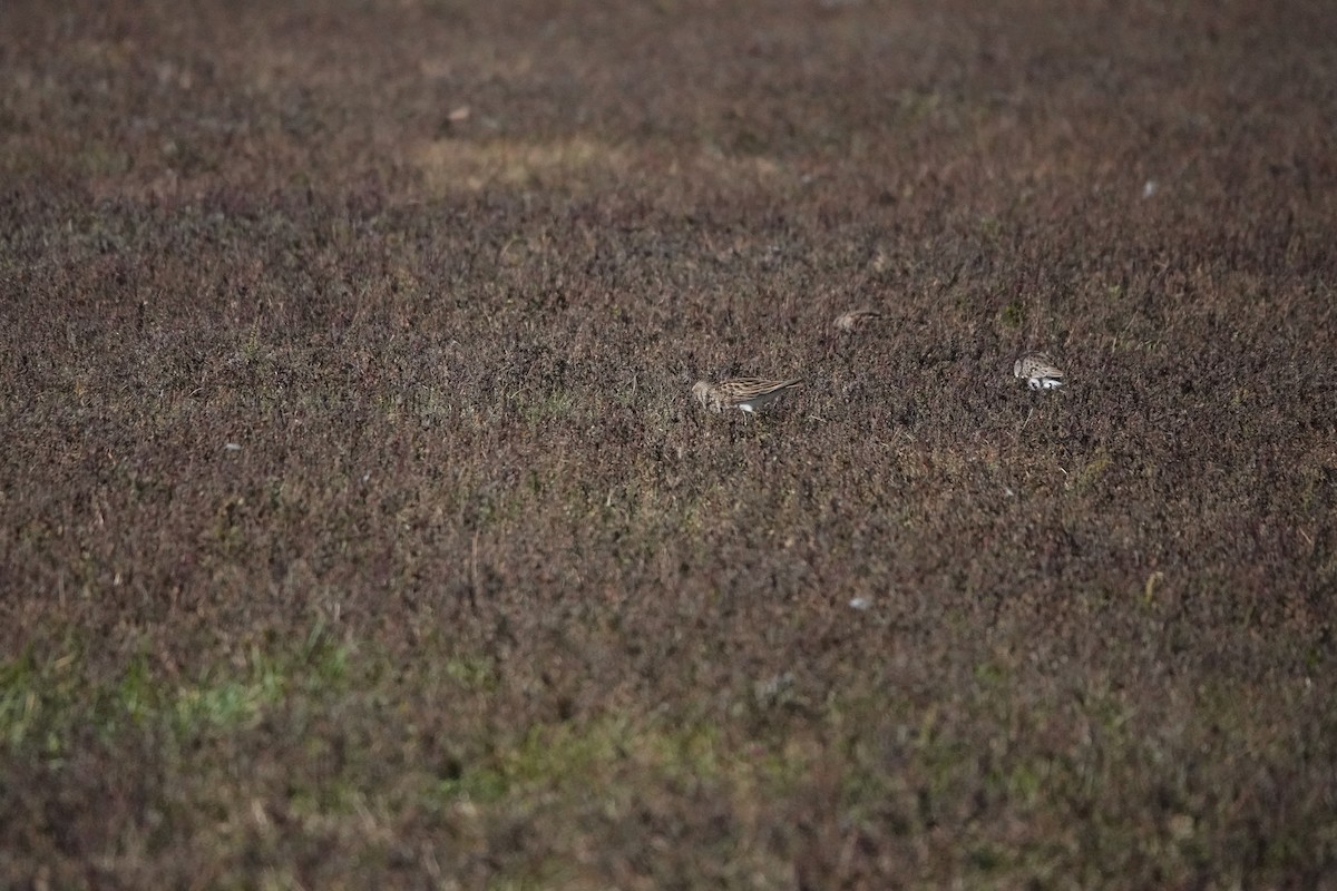 Pectoral Sandpiper - ML643983658