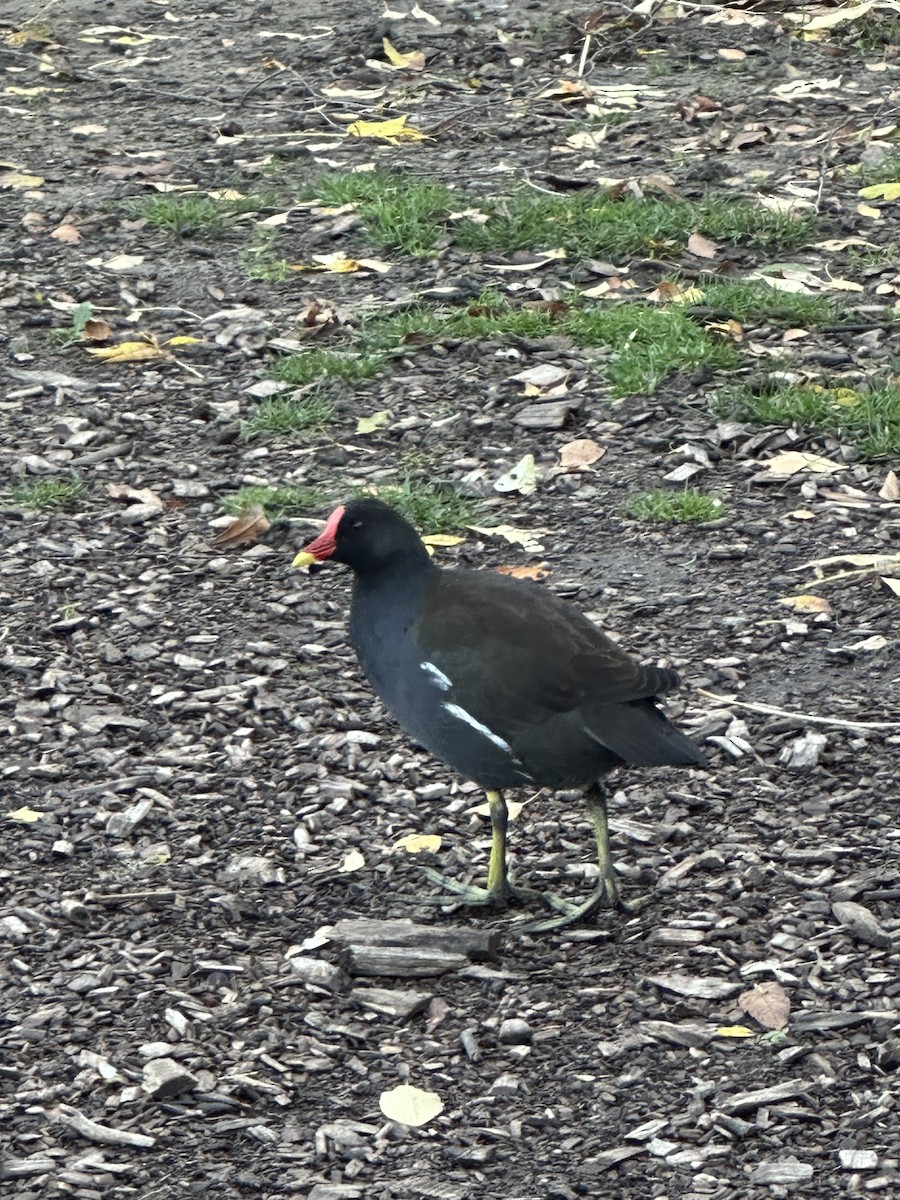 Eurasian Moorhen - ML643983662