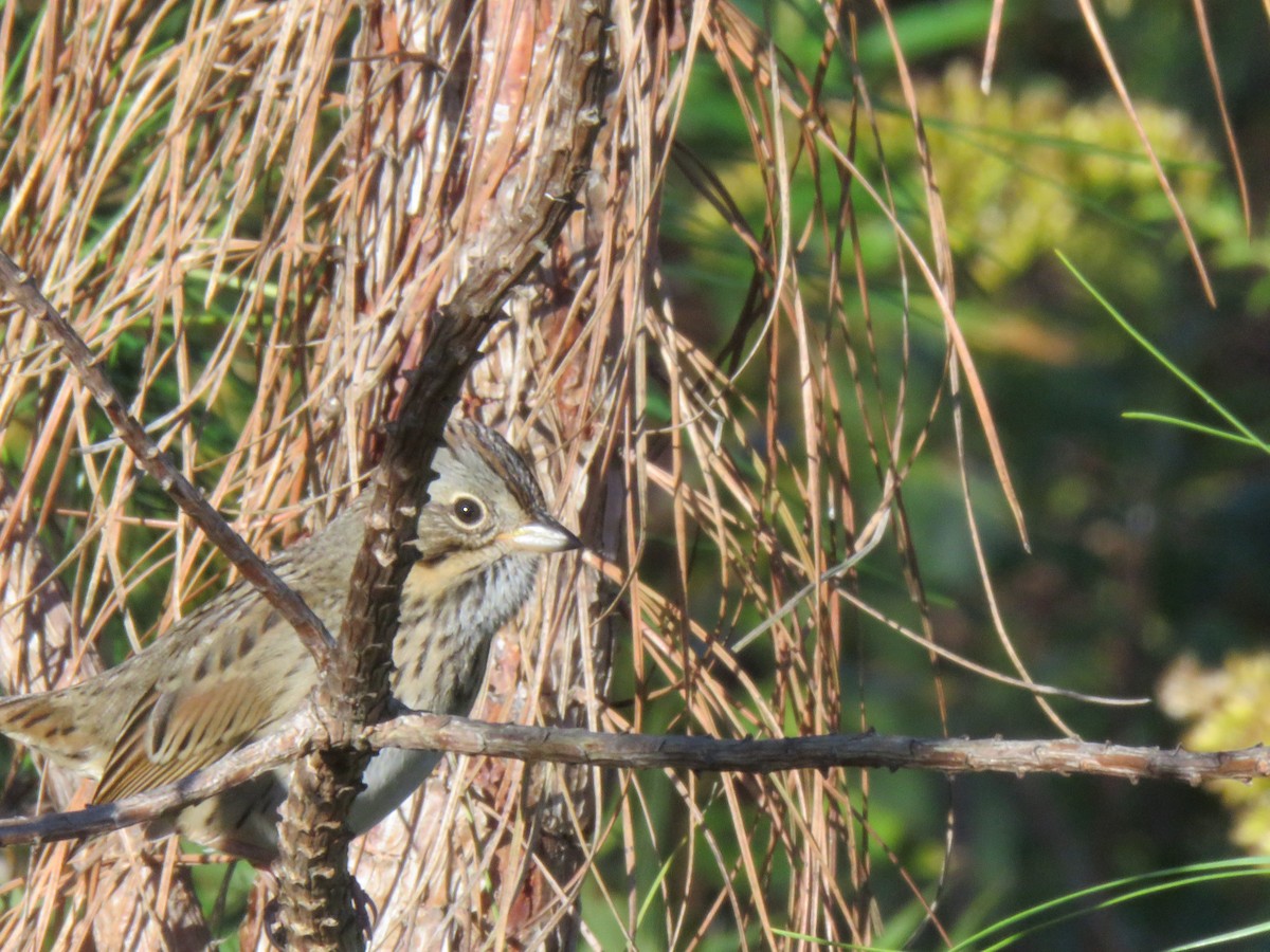 Lincoln's Sparrow - ML643983667