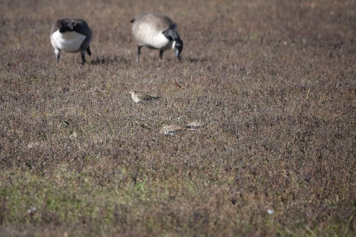 Pectoral Sandpiper - ML643983670