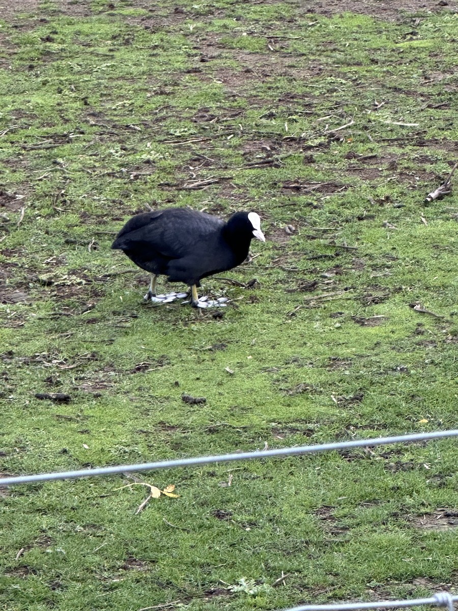 Eurasian Coot - ML643983671