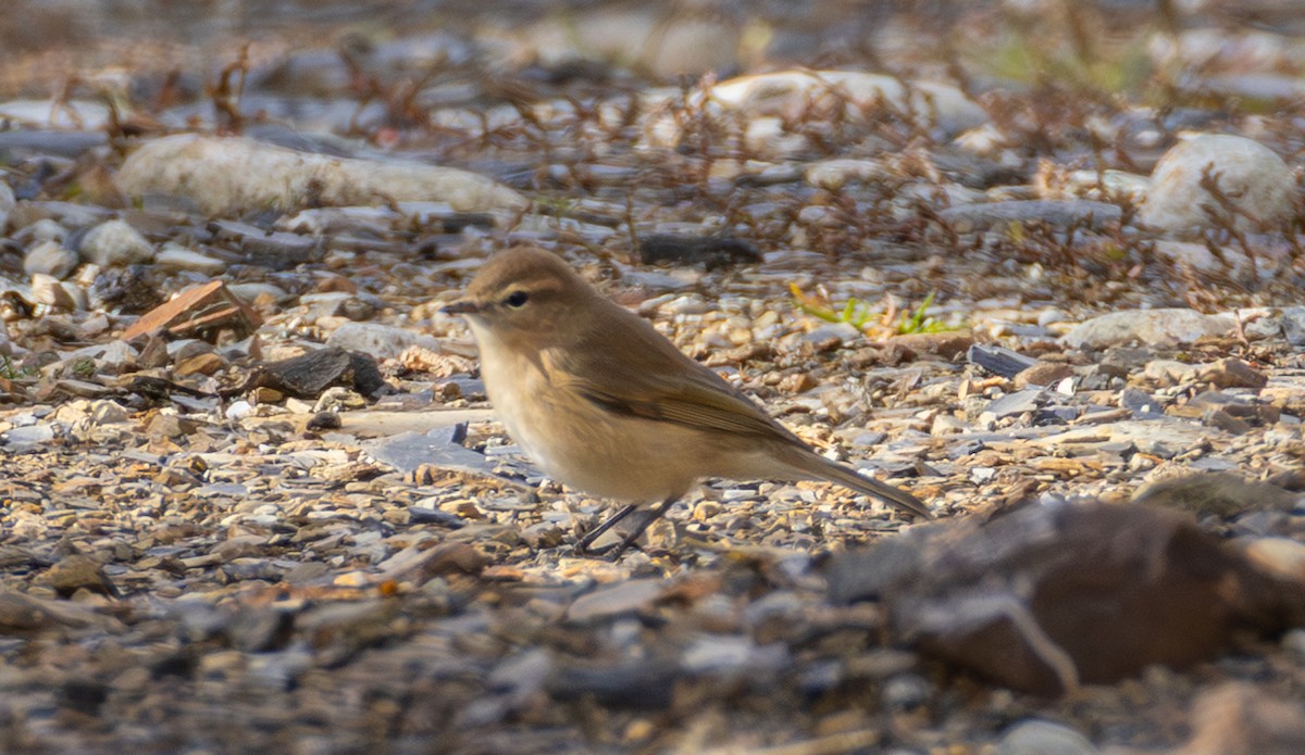 Mountain Chiffchaff (Caucasian) - ML643983674