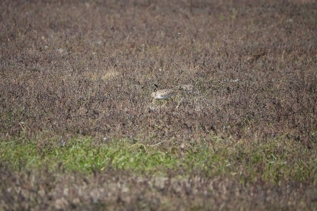Pectoral Sandpiper - ML643983682