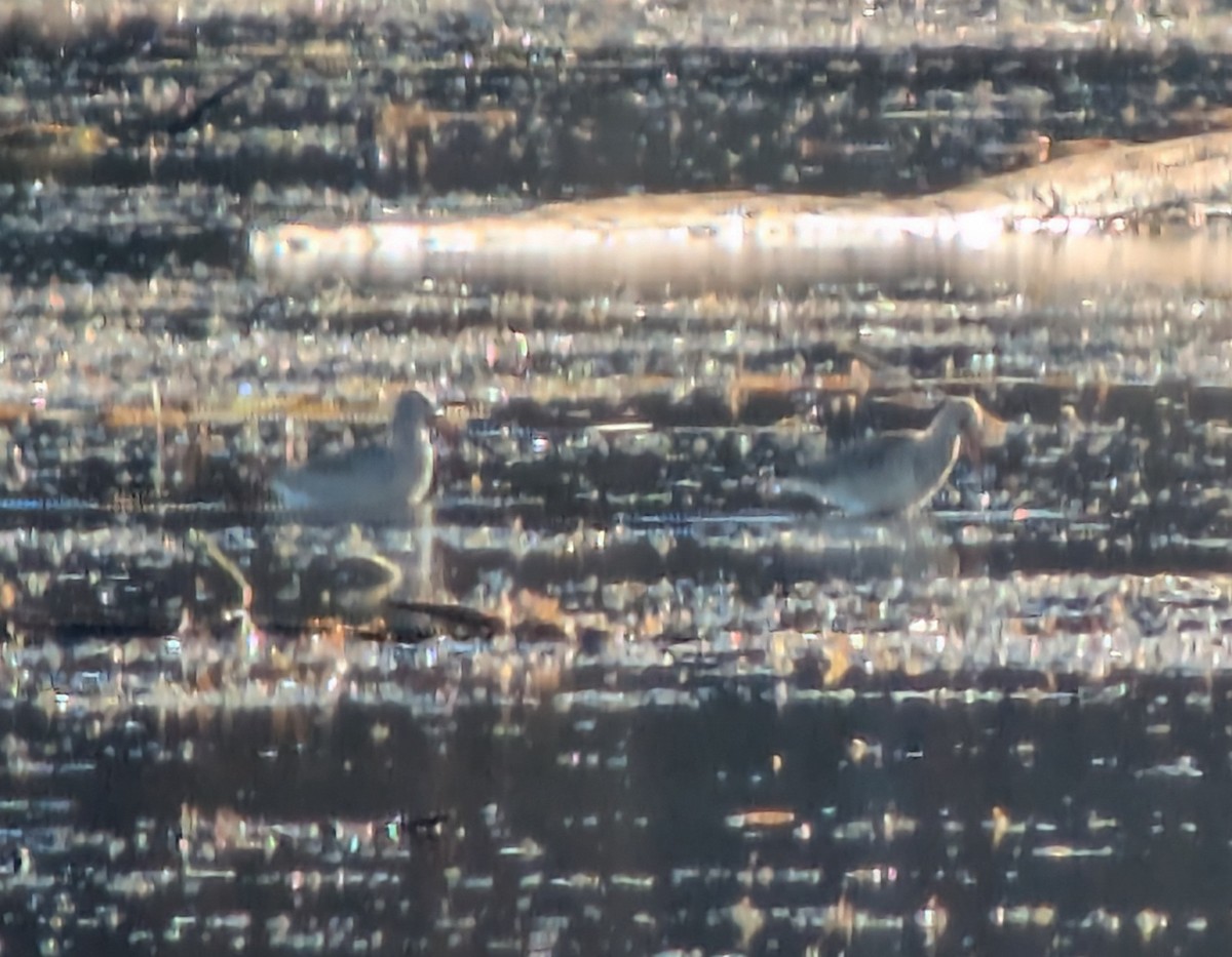 Hudsonian Godwit - ML643983684