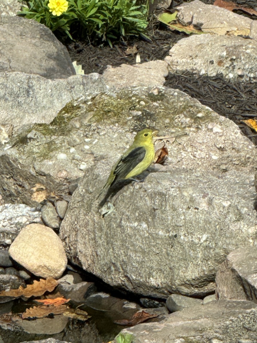 Scarlet Tanager - ML643983686