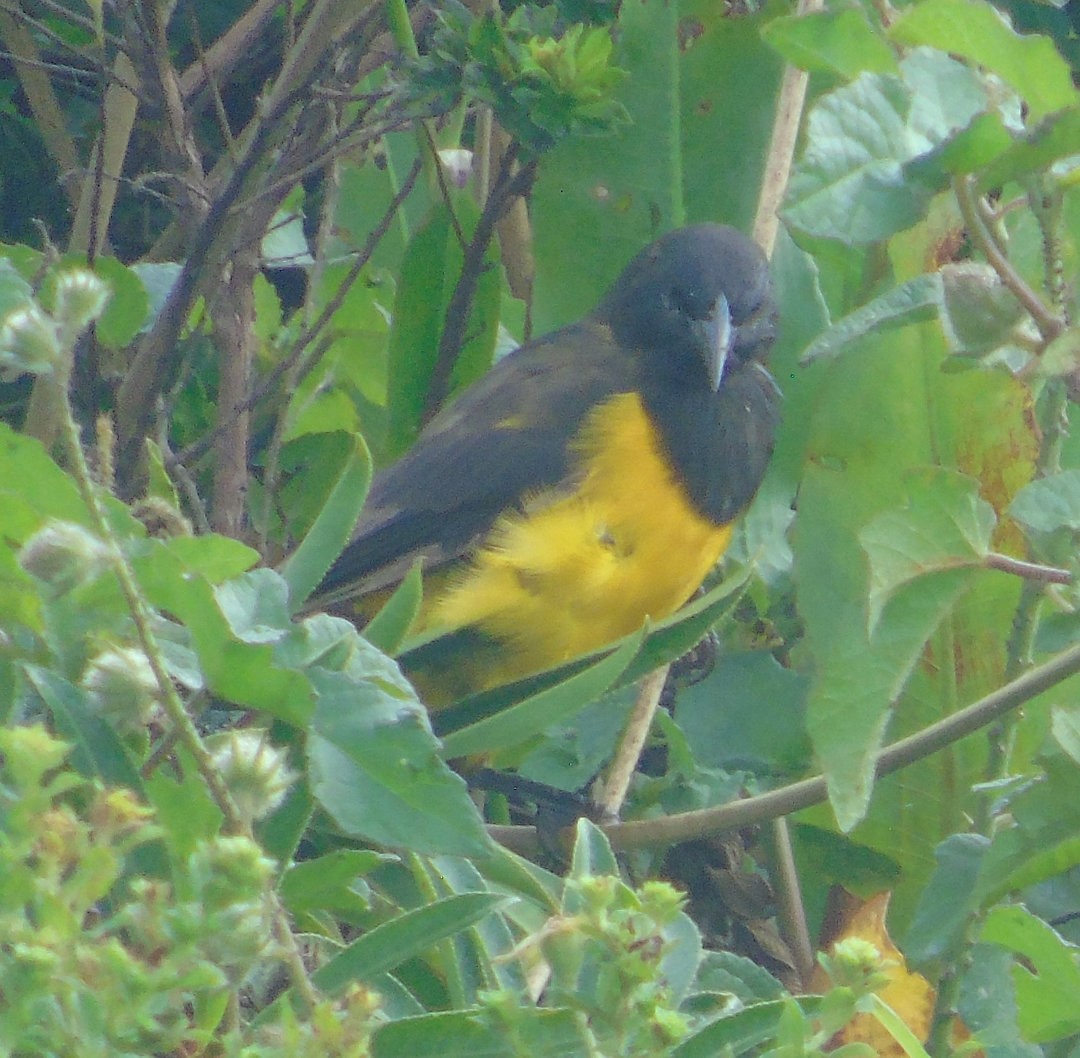 Yellow-rumped Marshbird - ML643983689