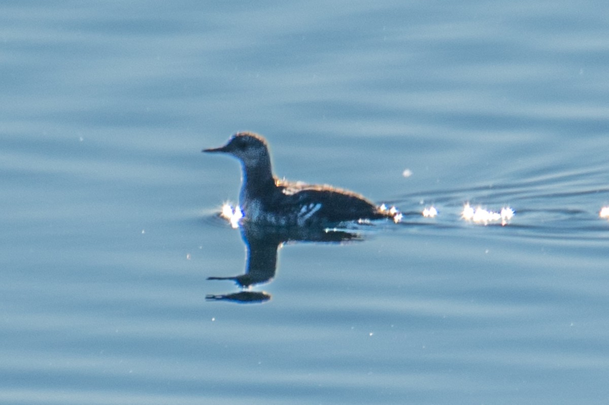 Black Guillemot - ML643983690