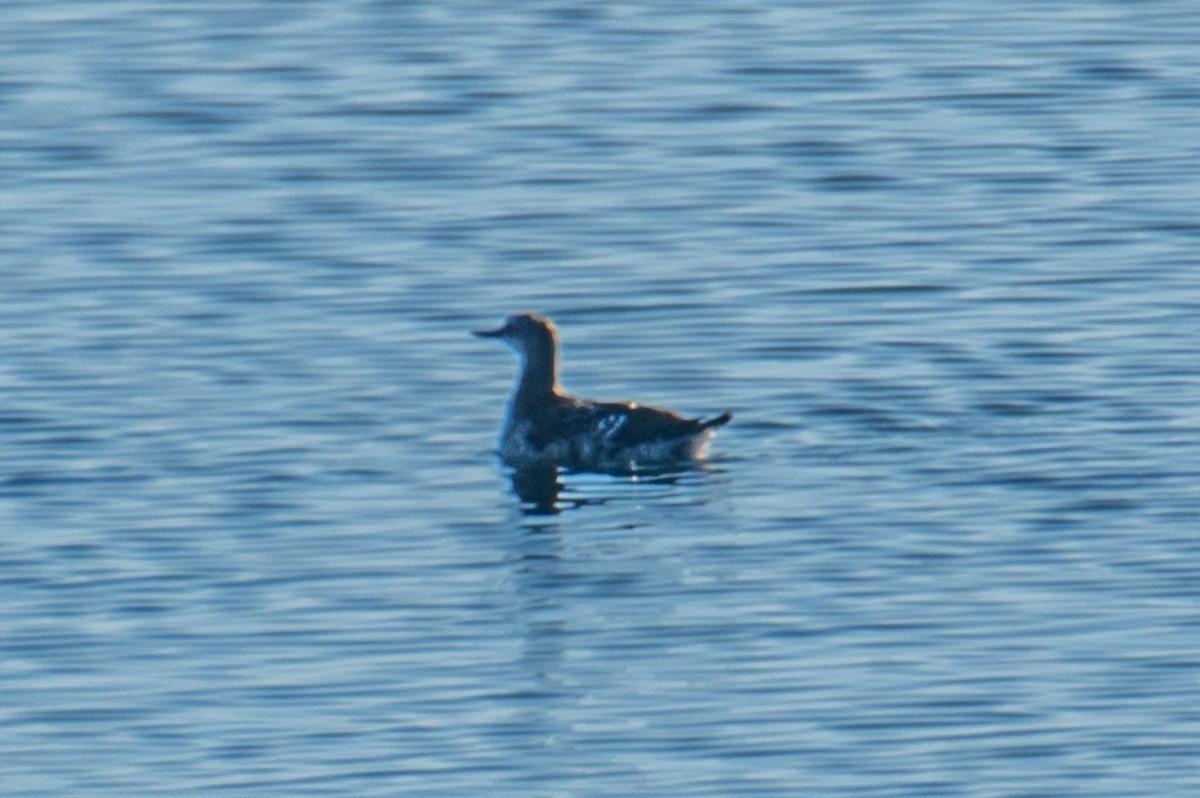 Black Guillemot - ML643983691