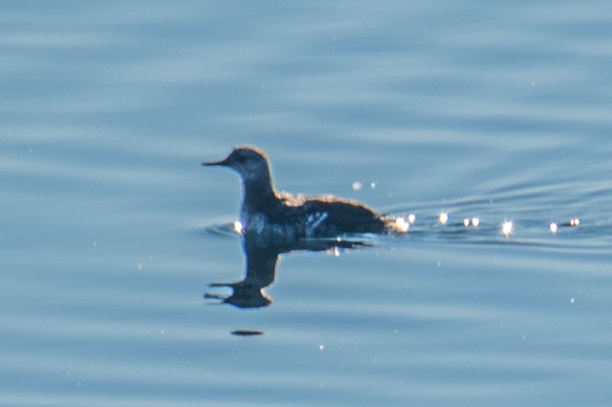 Black Guillemot - ML643983692