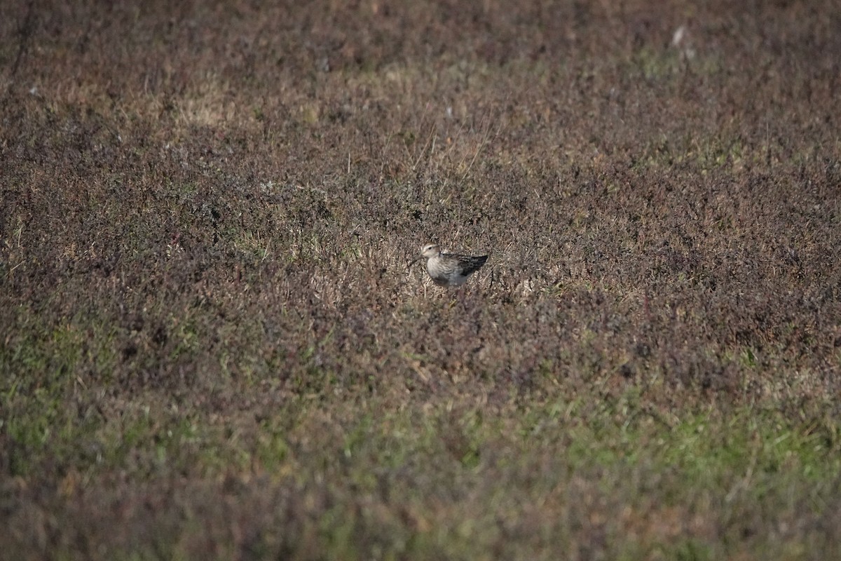 Pectoral Sandpiper - ML643983693