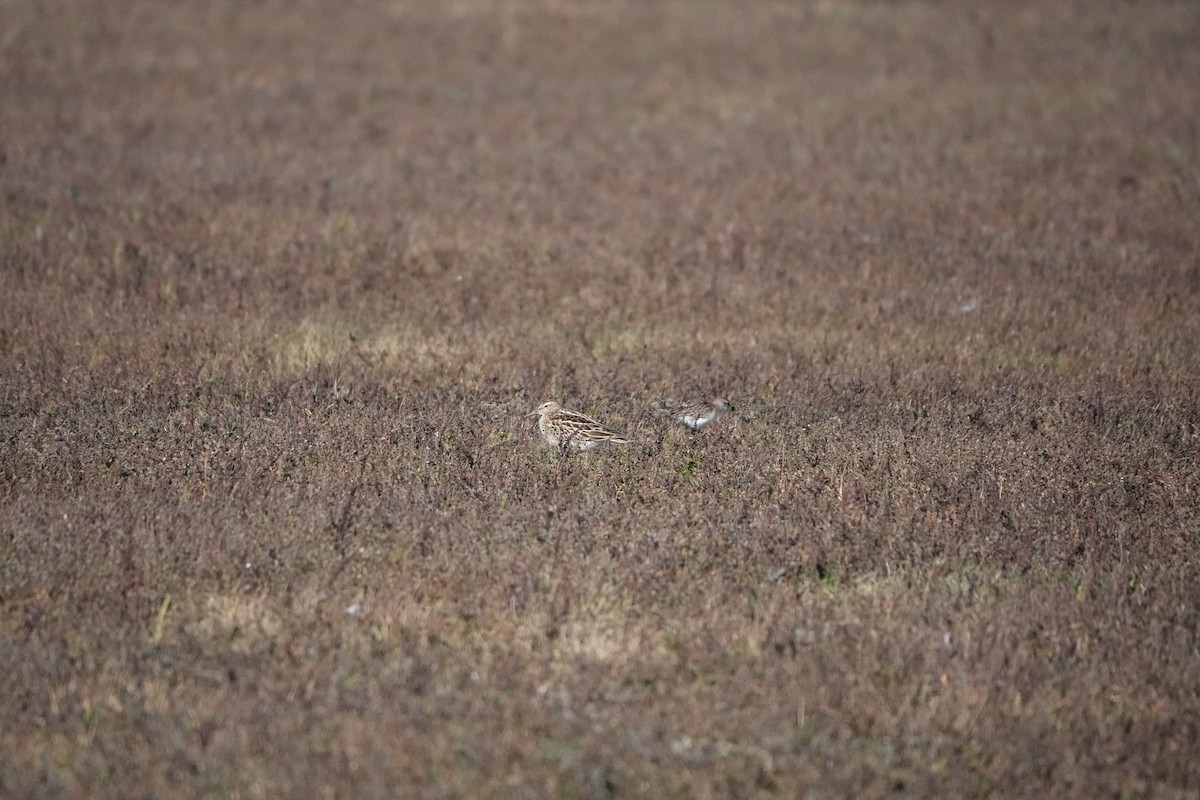 Pectoral Sandpiper - ML643983708