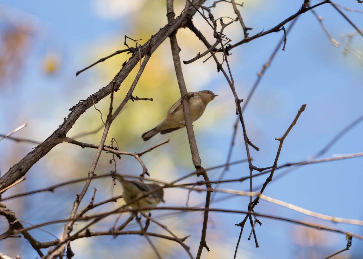 Yellow-rumped Warbler - Laura Inglis