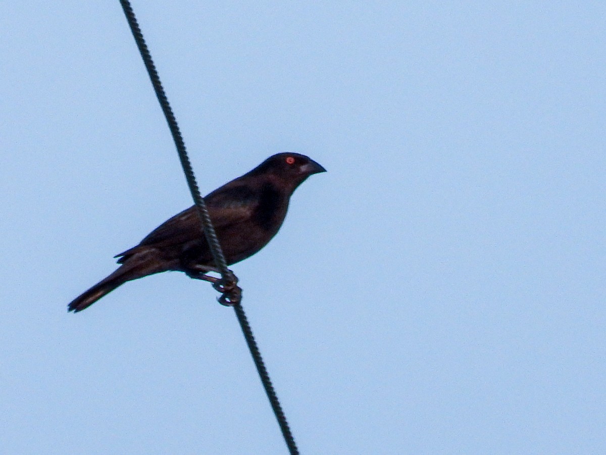 Bronzed Cowbird - ML643983722